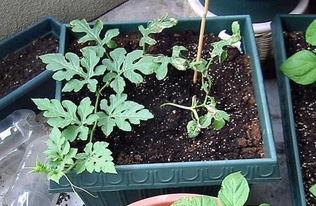 吃瓜娱乐圈花盆,揭秘明星们的“秘密花园”