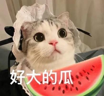 娱乐吃瓜君猫猫子,揭秘娱乐圈那些不为人知的幕后故事