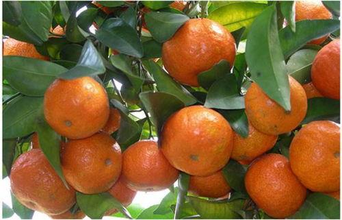 娱乐吃瓜酱砂糖橘,揭秘娱乐圈甜蜜背后的酸辣故事