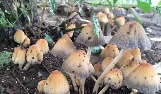 娱乐吃瓜菌生活中,吃瓜菌带你领略幕后风云