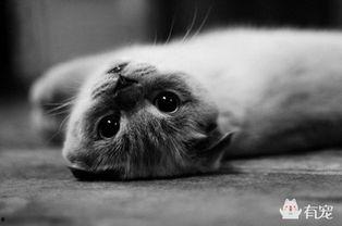 娱乐吃瓜君虐猫,道德底线何在？