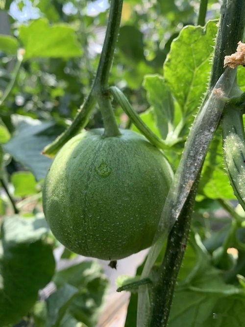 喜欢吃瓜娱乐圈做什么,娱乐圈的甜蜜诱惑与麻辣点评